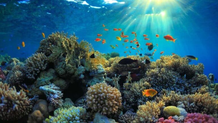 Mnemba island Dolphin tour, snorkeling with options of lunch - An In-Depth Look at the Mnemba Island Dolphin Tour