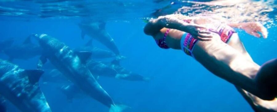 Mnemba Island Dolphins + Lunch, Spice Farm & Jozani Forest. - Who Will Love This Tour?