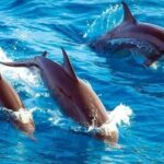 Mnemba Island: Guided Snorkeling & Dolphin Swim Experience - Value & Authenticity in Every Splash