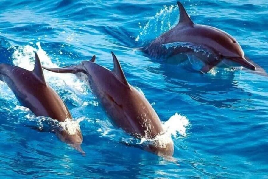 Mnemba Island: Guided Snorkeling & Dolphin Swim Experience - Value & Authenticity in Every Splash