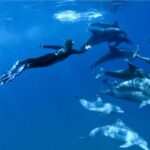 Mnemba Island: Half-Day Dolphin Swim & Snorkeling Boat Trip - The Marine Environment and Wildlife