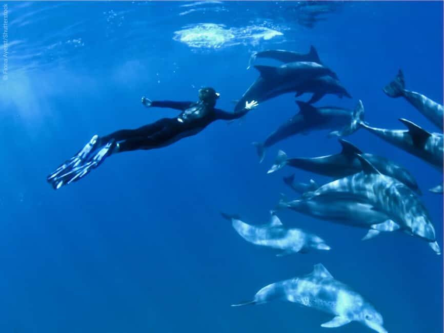 Mnemba Island: Half-Day Dolphin Swim & Snorkeling Boat Trip - The Marine Environment and Wildlife