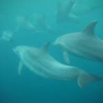 Mnemba island &Nungwi Aquarium & Sunset at kendwa (full day) - Analyzing the Value