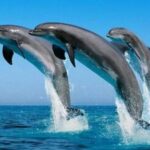 Mnemba Island Snorkeling, Dolphin Spotting & Lunch Option - FAQ