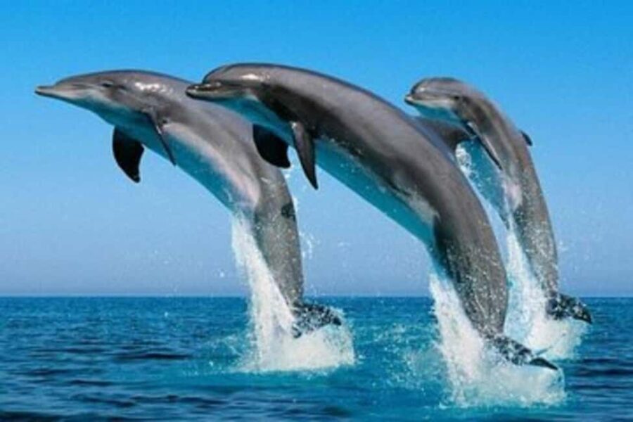 Mnemba Island Snorkeling, Dolphin Spotting & Lunch Option - FAQ