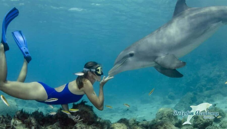 Mnemba Island: Snorkeling & Swim with Wild Dolphins - What to Expect: A Practical Breakdown of the Tour