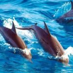 Mnemba island Swimming + snorkeling with dolphins adventure - Practical Details and Tips