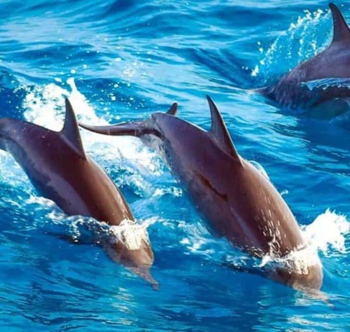 Mnemba island Swimming + snorkeling with dolphins adventure - Practical Details and Tips