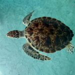 Mnemba Island, Turtle Tour, Kuza Cave, The Rock - The Itinerary in Detail