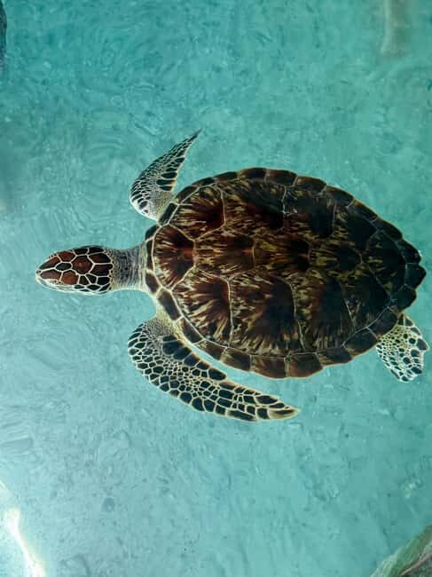 Mnemba Island, Turtle Tour, Kuza Cave, The Rock - The Itinerary in Detail