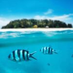 Mnemba paradise; snorkling with jet ski from kendwa beach - The Journey Begins: From Kendwa Beach to Mnemba