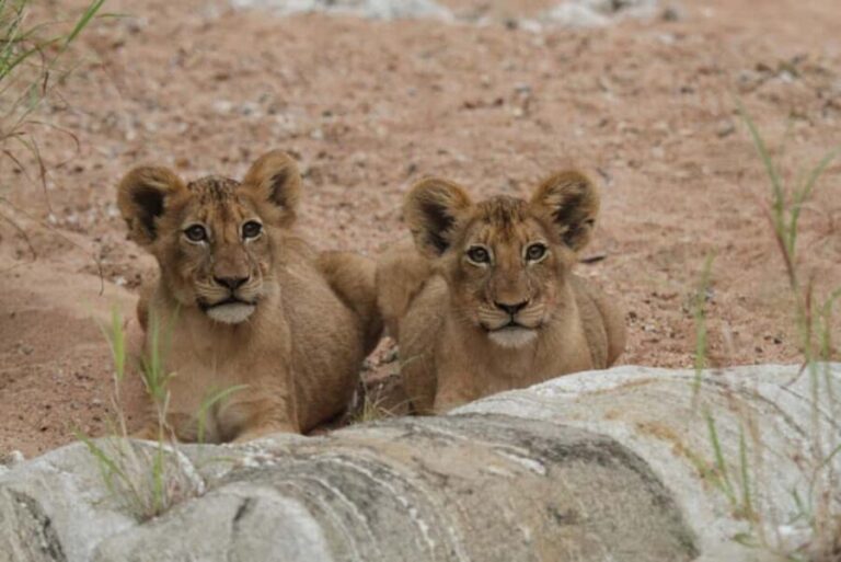 Moholoholo Rehabilitation Centre - Who Will Enjoy This Experience?