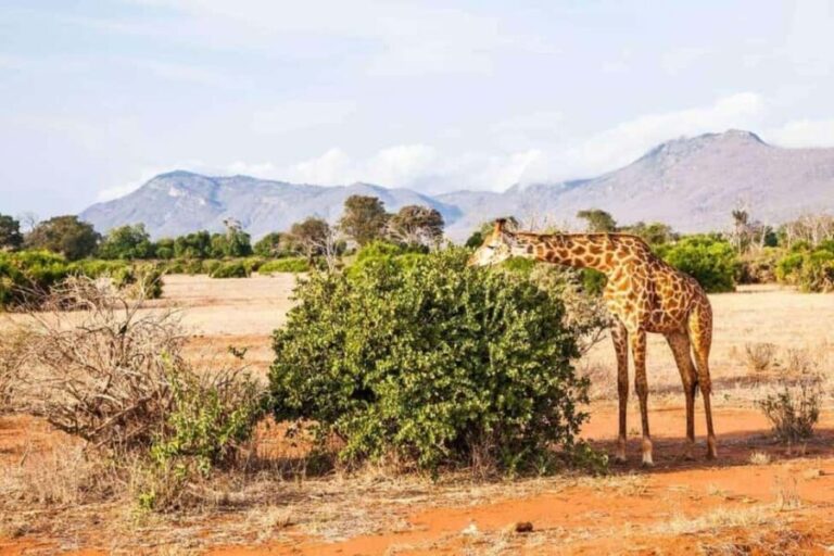 Mombasa: 3-Day Amboseli and Tsavo West Safari - Transportation and Group Size