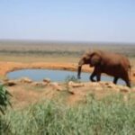 Mombasa: 3 Days, 2 nights Safari to Tsavo West from Mombasa - The Itinerary Breakdown: What to Expect