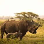 Mombasa: 3-Days 2-Nights Tsavo East and West Private Safari. - The Value of This Safari