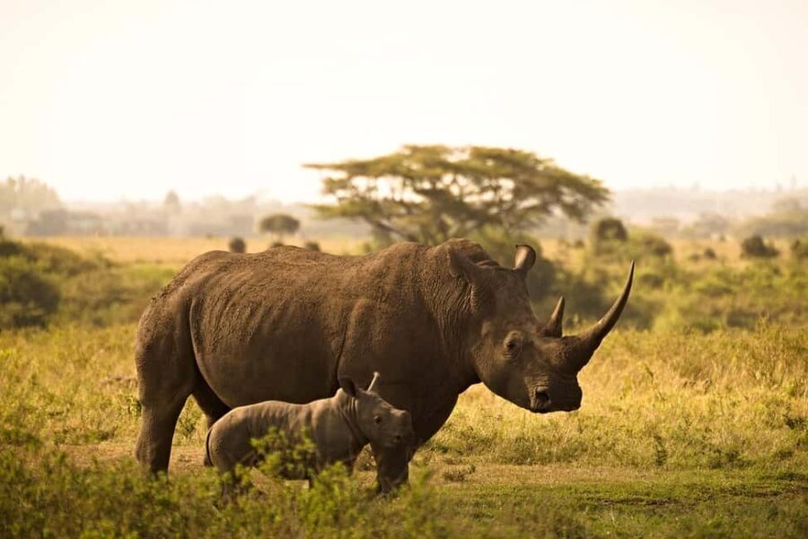 Mombasa: 3-Days 2-Nights Tsavo East and West Private Safari. - The Value of This Safari