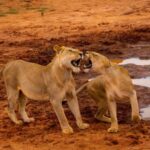 Mombasa: 4-Day Safari to Tsavo East, Tsavo West & Amboseli - The Practicalities of the 4-Day Safari