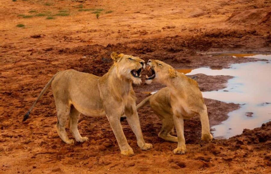 Mombasa: 4-Day Safari to Tsavo East, Tsavo West & Amboseli - The Practicalities of the 4-Day Safari