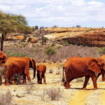 Mombasa: 5-Day Tsavo East, West, and Saltlick Lodge Safari - What’s Included and What You Should Consider
