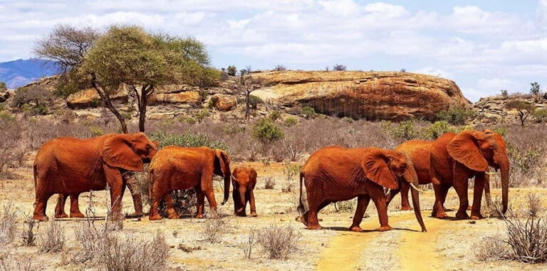 Mombasa: 5-Day Tsavo East, West, and Saltlick Lodge Safari - What’s Included and What You Should Consider