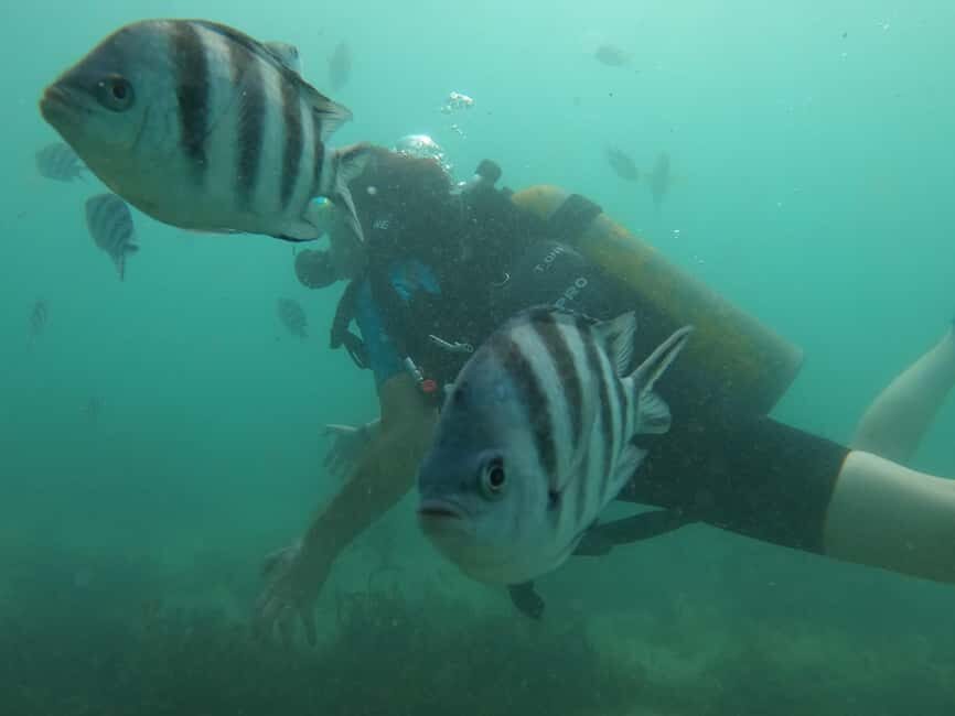 Mombasa: Discover Scuba Diving Experience with PADI Guide - Who Should Consider This Experience?
