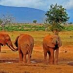 Mombasa: Overnight Safari to Tsavo East From Diani Beach - Why This Tour Works Well for You