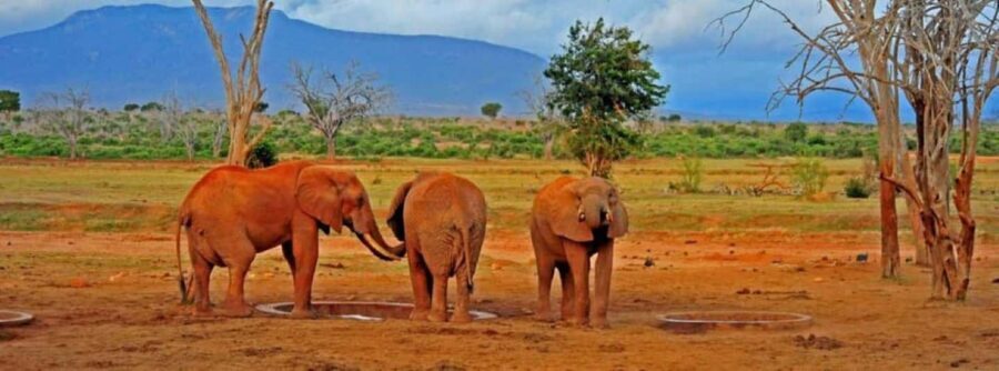 Mombasa: Overnight Safari to Tsavo East From Diani Beach - Why This Tour Works Well for You