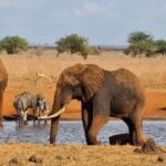 Mombasa: Tsavo East National Park Day Tour - The Itinerary: What You Can Expect