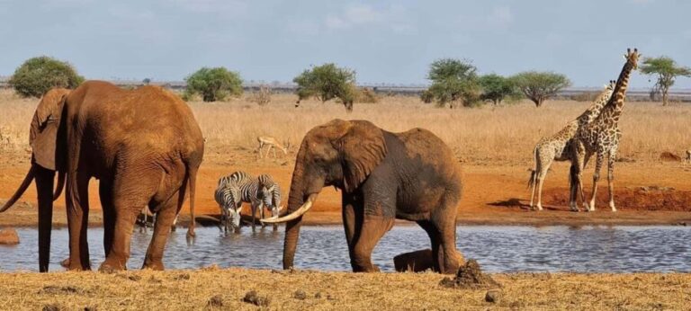 Mombasa: Tsavo East National Park Day Tour - The Itinerary: What You Can Expect