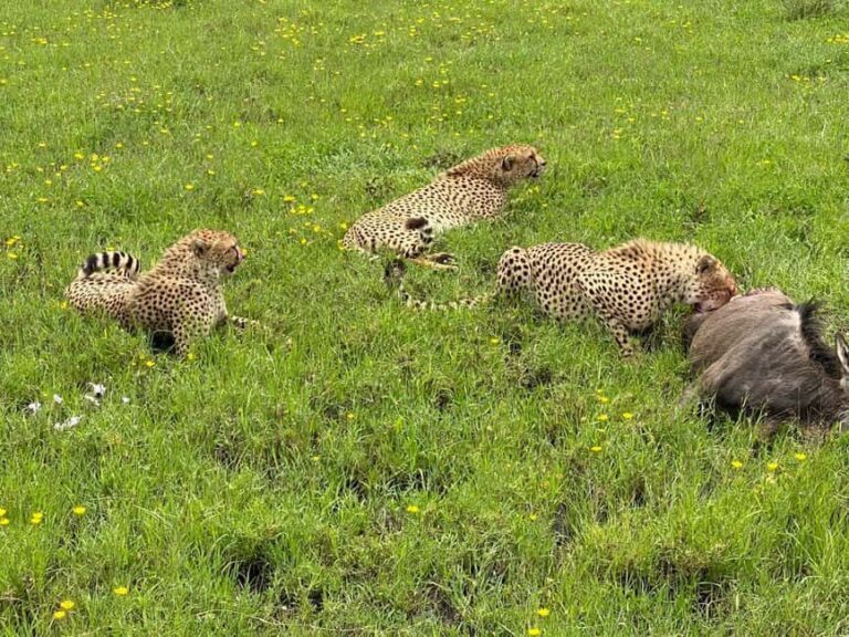 Mombasa: Tsavo East National Park Day Trip with Lunch - Practical Tips for Making the Most of Your Trip