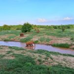 Mombasa: Tsavo East Ngutuni Sanctuary Overnight Safari - The Safari Lodges and Views