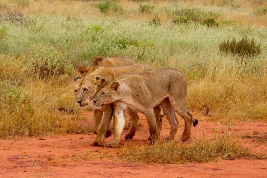 Mombasa: Tsavo East Park Day Trip with Foreign Languages - What Makes This Tour Stand Out?