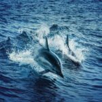 Mombasa: Wasini Dolphin Tour - A Taste of Coastal Life on Wasini Island