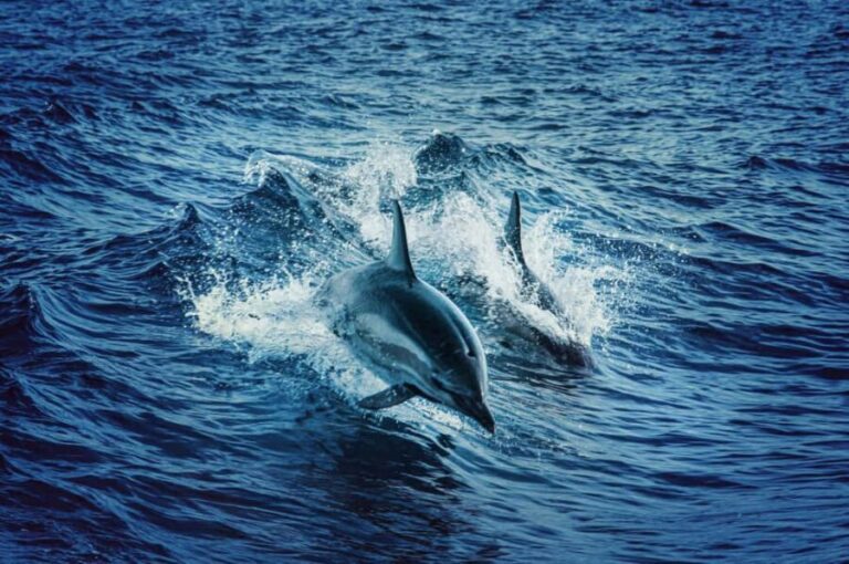 Mombasa: Wasini Dolphin Tour - A Taste of Coastal Life on Wasini Island