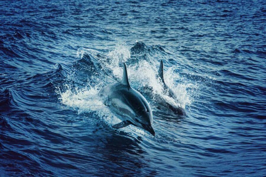 Mombasa: Wasini Dolphin Tour - A Taste of Coastal Life on Wasini Island