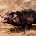 Monarto Safari Park: A Devilish Native Experience - Why This Tour Is Worth Considering