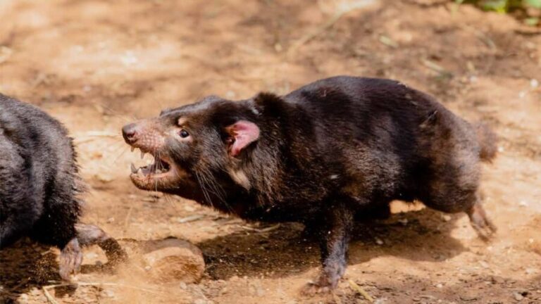 Monarto Safari Park: A Devilish Native Experience - Why This Tour Is Worth Considering