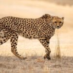 Monarto Safari Park: Cheetah Experience - The Overall Experience at Monarto Safari Park