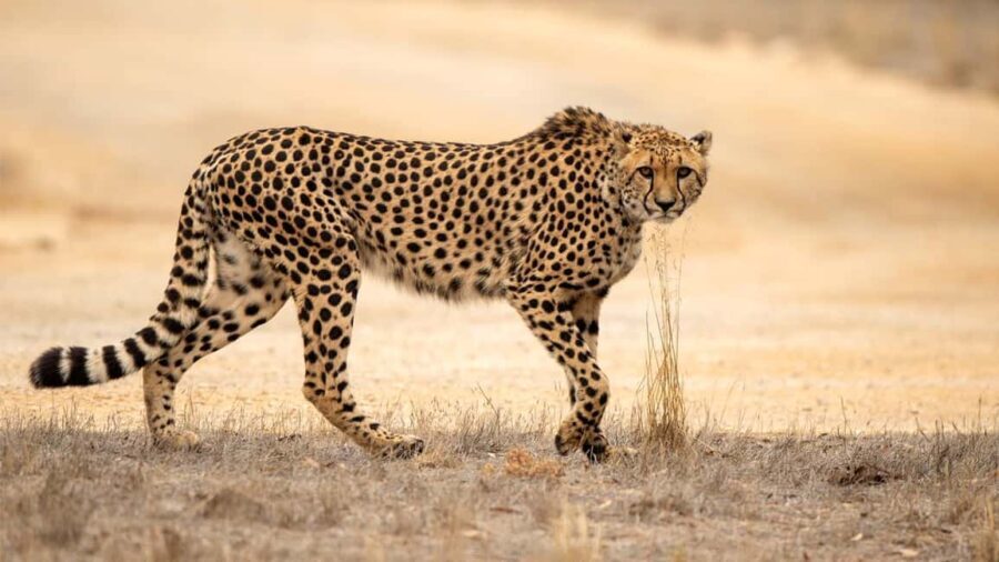Monarto Safari Park: Cheetah Experience - The Overall Experience at Monarto Safari Park