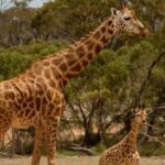 Monarto Safari Park: Keeper for a Day - The Value of the Experience