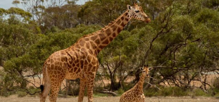 Monarto Safari Park: Keeper for a Day - The Value of the Experience