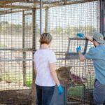 Monarto Safari Park: Lions At Bedtime - What is the Monarto Safari Park: Lions At Bedtime Experience?