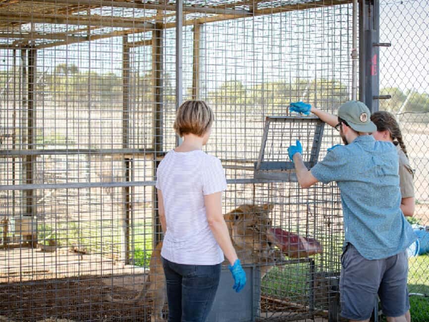 Monarto Safari Park: Lions At Bedtime - What is the Monarto Safari Park: Lions At Bedtime Experience?