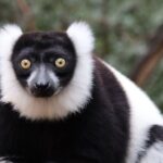 Monkeyland, Birds of Eden, Jukani - Animal Sanctuaries - What to Expect from the Tour