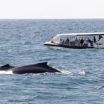 Mooloolaba: Whale Watching Cruise - The Value of This Whale Watching Experience