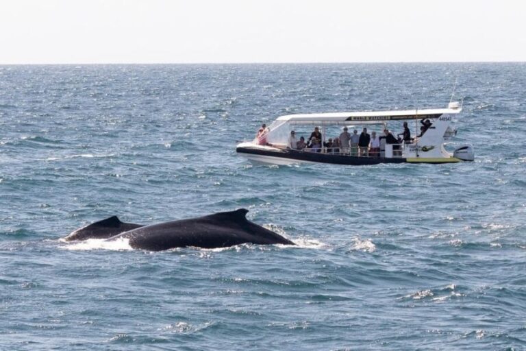 Mooloolaba: Whale Watching Cruise - The Value of This Whale Watching Experience