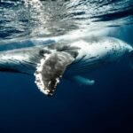 Moorea 4H Shared Boat Tour Whale Swimming and Snorkeling - Frequently Asked Questions