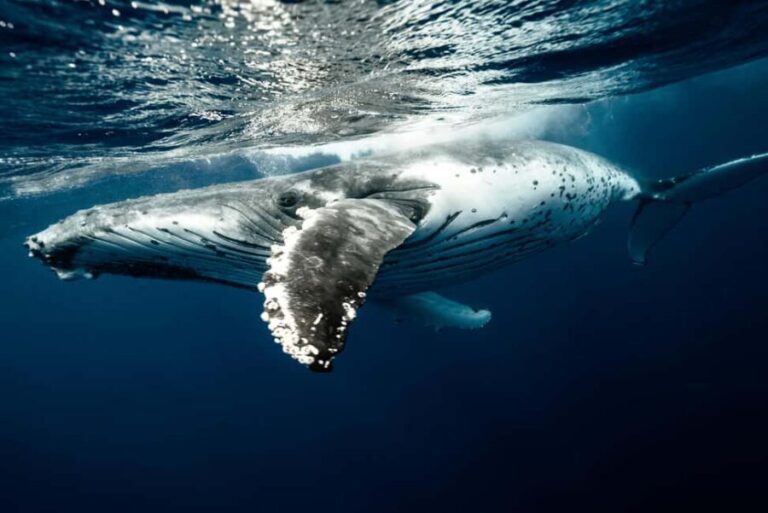 Moorea 4H Shared Boat Tour Whale Swimming and Snorkeling - Frequently Asked Questions