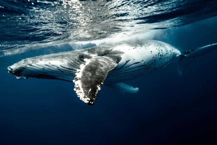 Moorea 4H Shared Boat Tour Whale Swimming and Snorkeling - Frequently Asked Questions