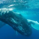 MOOREA 6H Private boat tour whales watching and Lunch - FAQ